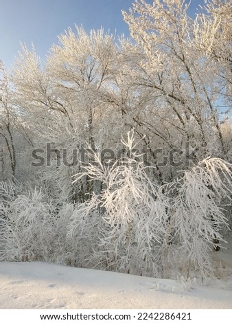 Frozen trees and shrubs covered with snow. Winter snowy landscape in the daytime. Cold frosty weather on a sunny clear day. Blue sky. Beauty of nature