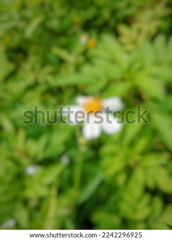 Blurred image of Ketul flower (bidens pilosa). Ketul flower is a flower similar to a daisy. This flower grows wild and becomes food for butterflies and bees