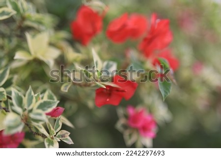beautiful flower field in the garden with blurry background and teks floral poster. 