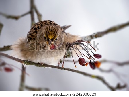 an adorable fluffy sparrow with an angry bird looking is eating red berry in cold winter