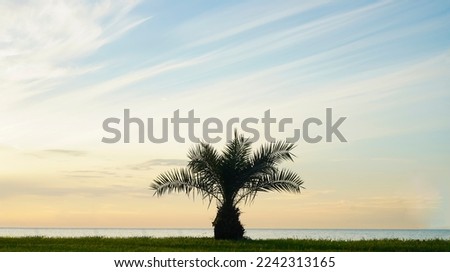 Beach and black Sea View From Under . one Palm Tree.  Palm trees. alone Young tree planted on a hill, cloudy blue sunset sky background.