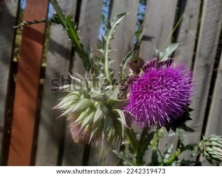 Carduus nutans, with the common names musk thistle, nodding thistle, and nodding plumeless thistle, is a biennial plant in the daisy and sunflower family Asteraceae.