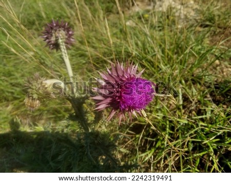 Carduus nutans, with the common names musk thistle, nodding thistle, and nodding plumeless thistle, is a biennial plant in the daisy and sunflower family Asteraceae.