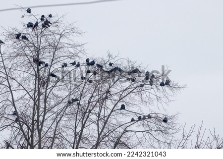 Black ravens on tree branches without leaves during winter