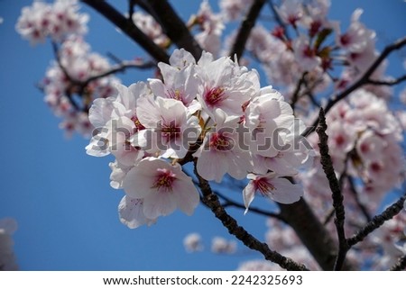 Beautiful, fresh sight of Sakura in the Japanese springtime.