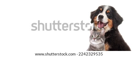 Happy pets. Adorable Bernese Mountain Dog puppy and gray tabby cat on white background. Banner design Royalty-Free Stock Photo #2242329535