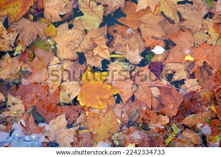 Colorful maple leaves dropped on the water in the park