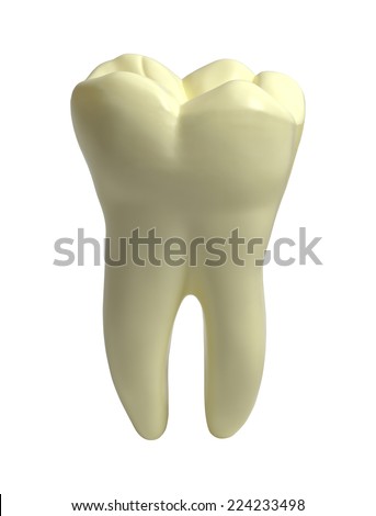 Large Single Molar Human Tooth Isolated on White Background.