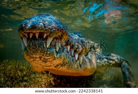 Crocodile teeth underwater. Crocodile teeth. Teeth of crocodile. Crocodile underwater Royalty-Free Stock Photo #2242338141