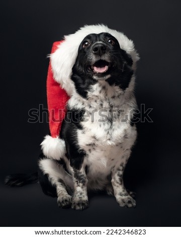 A portrait of a dog in a Christmas hat on a black background. High quality photo