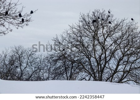 Black ravens on tree branches without leaves during winter