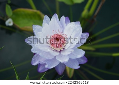 Beautiful colorful waterlily or lotus flower in pond.