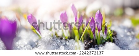 Closeup panoramic view of the spring flowers in the park. Royalty-Free Stock Photo #2242372137