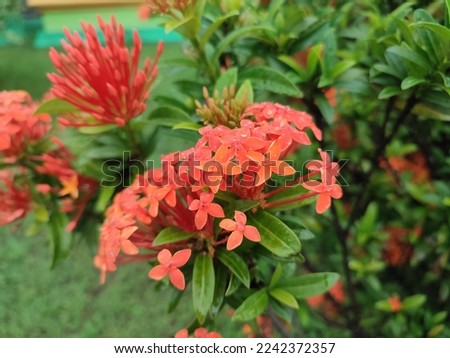 Red soka flowers are also called red spikes because before they bloom the flower stems are shaped like spikes 
