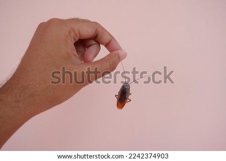 right hand holding dead cockroach