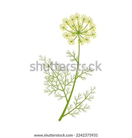 Vector illustration, dill with flowers, scientific name Anethum graveolens, isolated on white background. Royalty-Free Stock Photo #2242375931