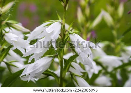 White peach-leaved bell flower in a summer garden. Campanula persicifolia plant.