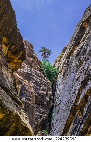 Abha, Saudi Arabia, July10th 2022-A wonderful picture of a palm tree growing on top of the mountain among the rocks. It also shows the mountains and the rocks' beautiful colors