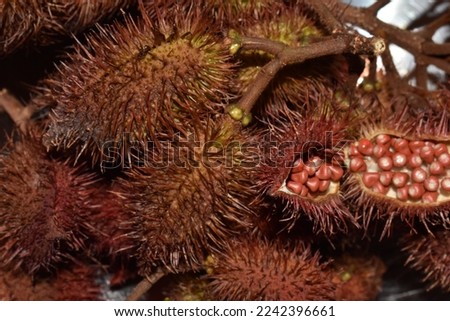 An Annatto (Roucou or Achiote or Bixa orellana) fruit pods and a pod filled with seeds. 