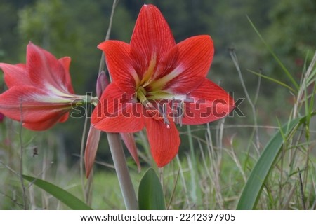 Amaryllis also doesn't need much attention during the busy winter season