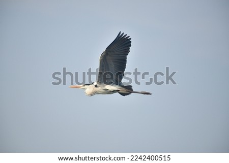 Gray Heron Indian bird in flight over a lake