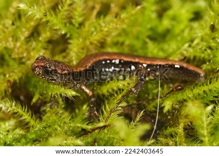 Natural closeup on a Western red-backed salamander, Plethodon vehiculum sitting in green moss