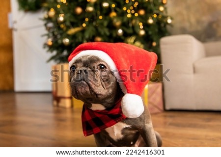 Happy New Year, Christmas holidays and celebration.  Dog (pet) near the Christmas tree.  Cute French Bulldog Dog breed