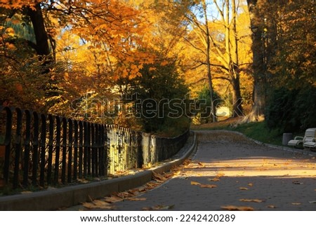 Beautiful yellowed trees and paved pathway in park on sunny day