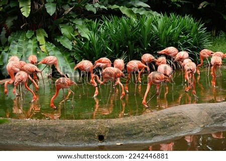 American flamingo (Phoenicopterus ruber) is a large species of flamingo in the park, also known as the Caribbean flamingo.  Royalty-Free Stock Photo #2242446881