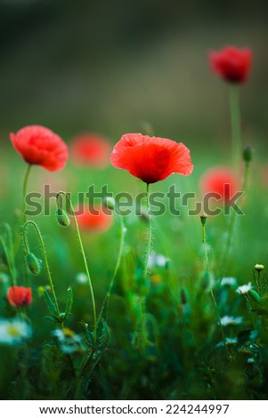Poppy flowers on a green field