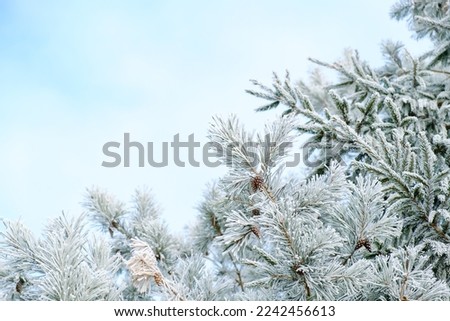 Pine tree branches covered with white hoarfrost on a blue sky background. Frozen plant. Winter season. Forest details. Beauty in nature. Frosty weather day. Atmospheric mood. New Year holiday symbol.