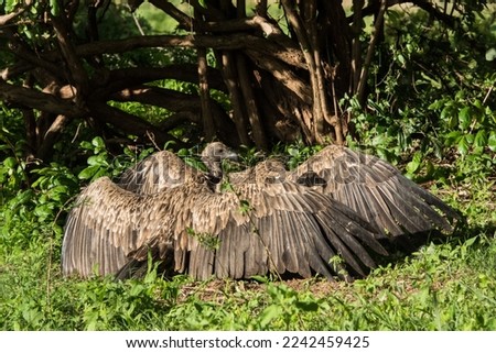 eating vultures and hyenas prey rhinoceros South Luangwa
