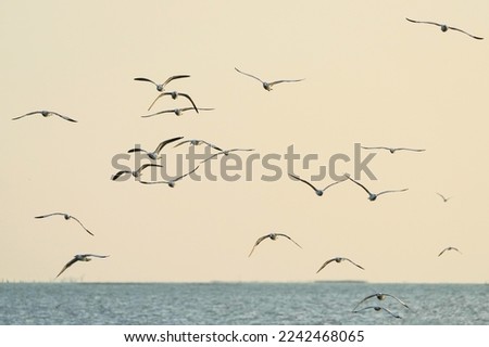Seagulls fly for food in Samut Prakan Province, Thailand, taken on 18 Dec 2022.