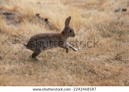 Bunny rabbit hopping through a field of dry grass