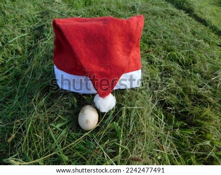 A red and white Santa Clause hat on a grass field behind an egg