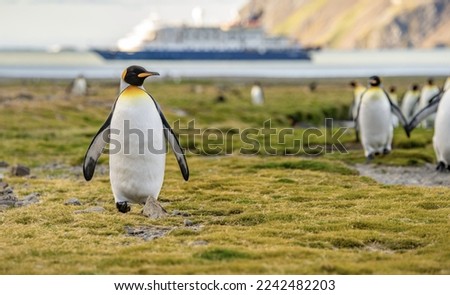 Whistle Cove beach on the north coast of South Georgia overlooking Fortuna Bay with king penguins in the foreground and an anchored expedition ship in the background.   