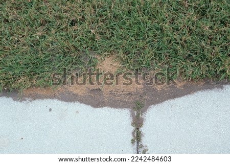 A big  Ant Mound surround by green grass
