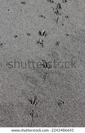 animal footprints in the sand