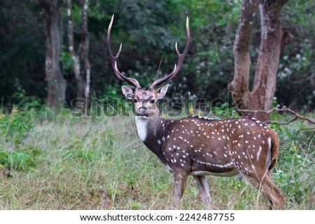 spotted deer or chital or axis deer standing in a forest Royalty-Free Stock Photo #2242487755