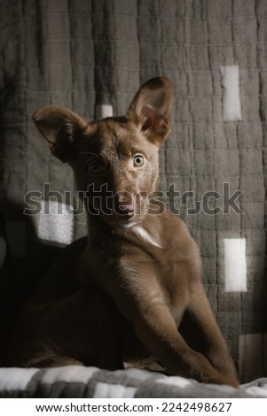 Podenko ibitsenko, ibisan greyhound, ibizan. Hunting dogs breed. Portrait of brown puppy with green clever eyes. Mixed breeds of canine. Abandoned stray pup background. Protection of abandoned animals