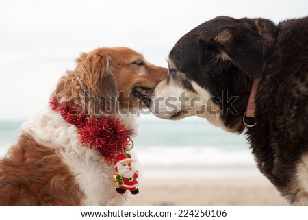 Christmas dogs dressed up at the beach for Christmas in the southern hemisphere 