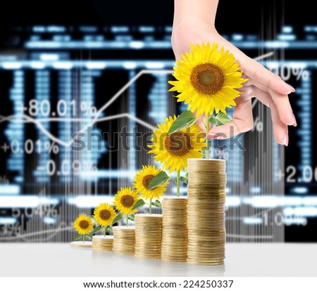 Sunflower and coins Money growth concept, Investments in stock market 