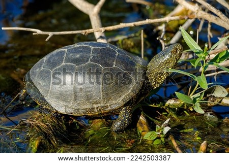 A european pond turtle in the swamps of the danube delta Royalty-Free Stock Photo #2242503387