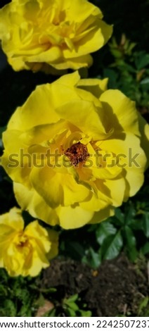 Blooming yellow rose in the garden.  September 29, 2022