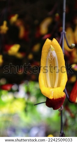 Yellow and red Indian Clock Vine or Thunbergia mysorensis or Clock Vine flower dangling down and the plant can form into a nice shady roof in the garden.