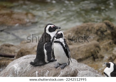 Lovely Penguins in South Africa