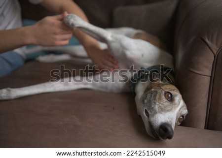 Owner gives belly or stomach rub to well behaved pet greyhound dog, who relaxes and lies sideways on a soft leather sofa couch. Relaxed domestic scene