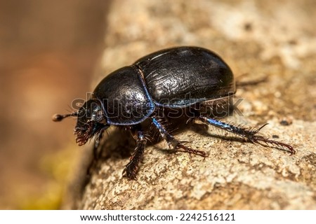 Dor Beetle (Geotrupes stercorarius) Most often found on woodland floors and pastures searching for animal droppings in which the females lay their eggs
 Royalty-Free Stock Photo #2242516121