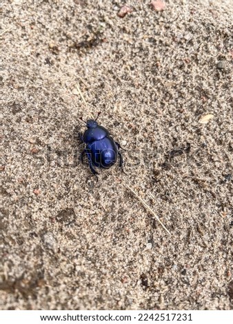 Dor beetle (Anoplotrupes stercorosus) is a species of earth-boring dung beetle belonging to the family Geotrupidae, subfamily Geotrupinae. Royalty-Free Stock Photo #2242517231