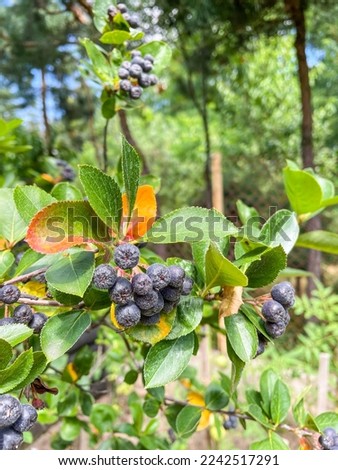 Black chokeberry (Aronia melanocarpa) is a species of shrubs in the rose family native to eastern North America Royalty-Free Stock Photo #2242517291